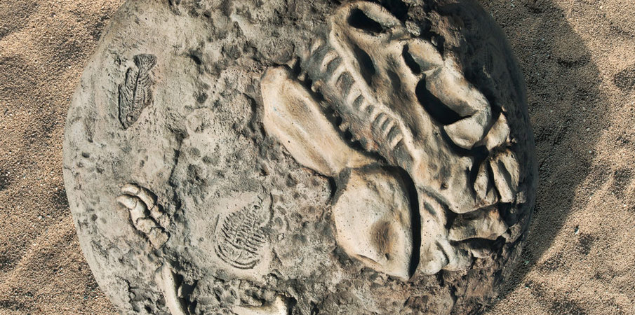 t rex skeleton fossil