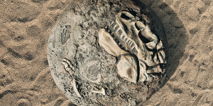 Fossil Digs