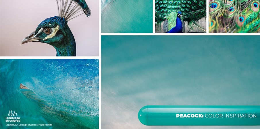 Collage of images showing peacock feathers, a bright blue-green sky and blue-green water to showcase the inspiration for the "peacock" paint color.