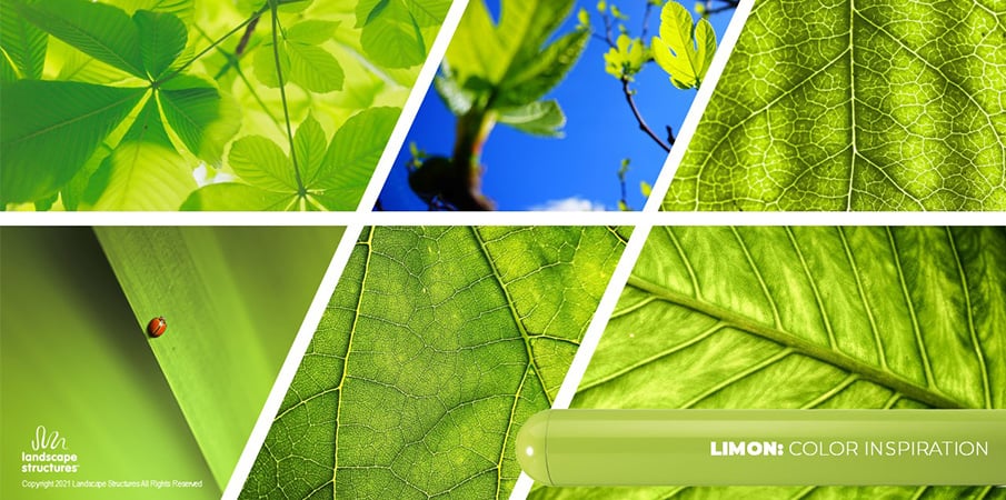 Collage of images showing bright green leaves to showcase the "limon" color inspiration.