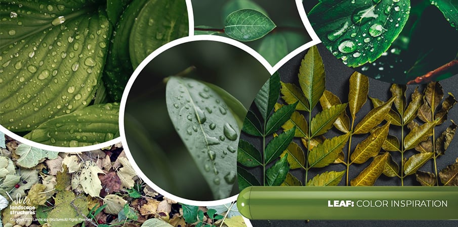Collage of images showing medium green, and brownish-green leaves that are the inspiration for the "leaf" color.